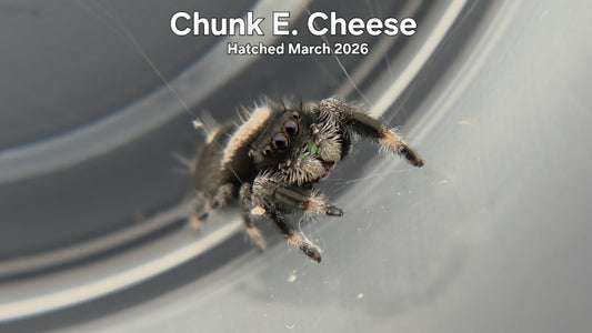 "Chunk E. Cheese" Male Regal Jumping Spider (Phidippus regius) - Hatched March 2026