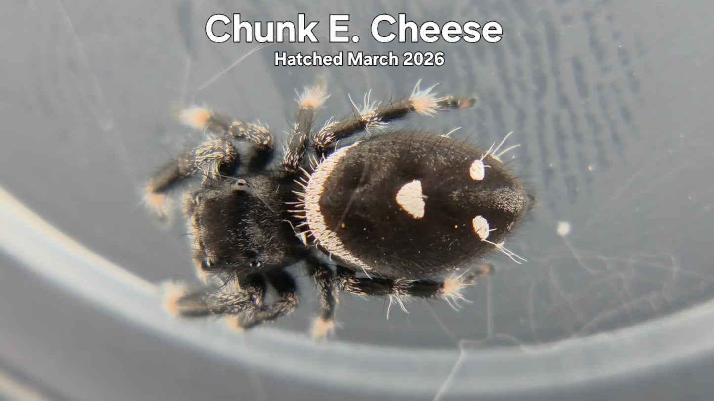"Chunk E. Cheese" Male Regal Jumping Spider (Phidippus regius) - Hatched March 2026