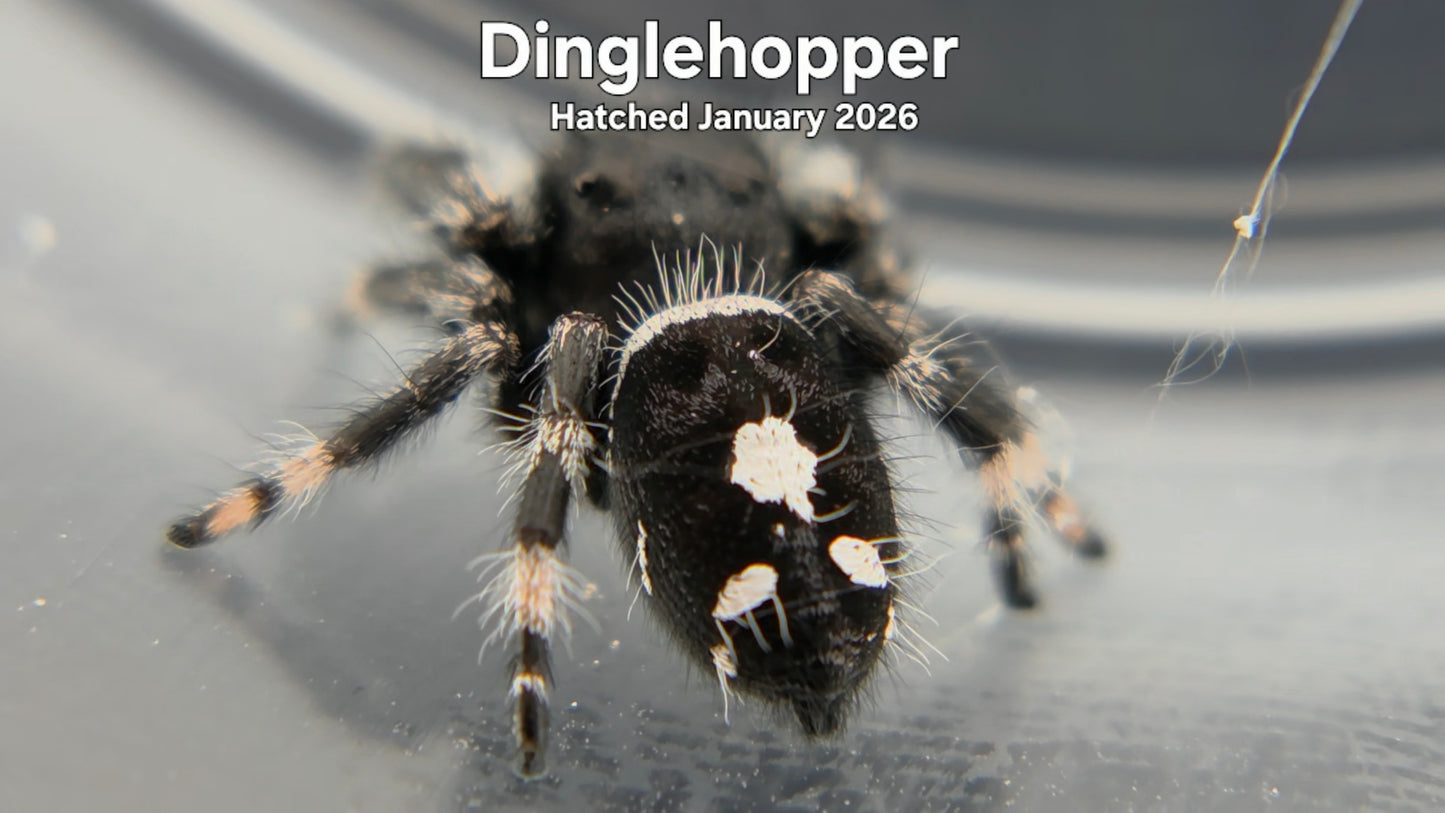 "Dinglehopper" Male Regal Jumping Spider (Phidippus regius) - Hatched January 2026
