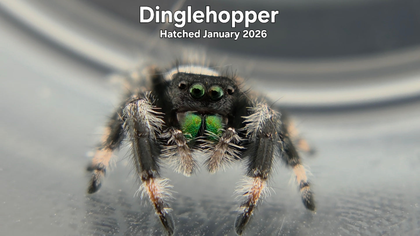 "Dinglehopper" Male Regal Jumping Spider (Phidippus regius) - Hatched January 2026
