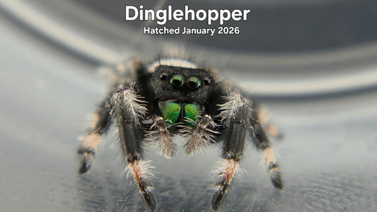 "Dinglehopper" Male Regal Jumping Spider (Phidippus regius) - Hatched January 2026