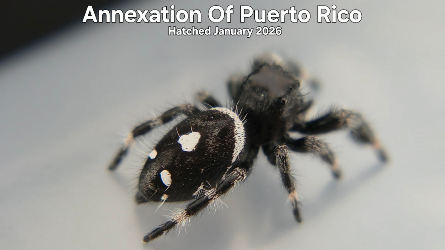 "Annexation Of Puerto Rico" Male Regal Jumping Spider (Phidippus regius) - Hatched January 2026