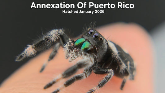 "Annexation Of Puerto Rico" Male Regal Jumping Spider (Phidippus regius) - Hatched January 2026