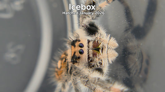 "Icebox" Female Regal Jumping Spider (Phidippus regius) - Hatched January 2026