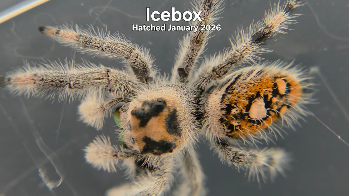 "Icebox" Female Regal Jumping Spider (Phidippus regius) - Hatched January 2026