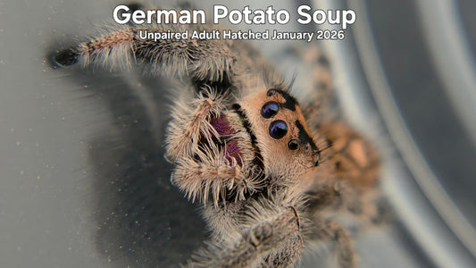 "German Potato Soup" Female Regal Jumping Spider (Phidippus regius) - Unpaired Adult Hatched January 2026