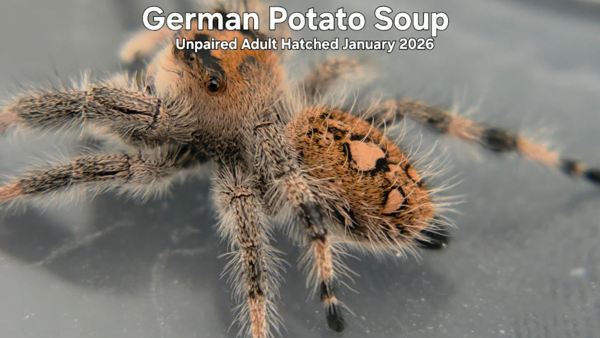 "German Potato Soup" Female Regal Jumping Spider (Phidippus regius) - Unpaired Adult Hatched January 2026