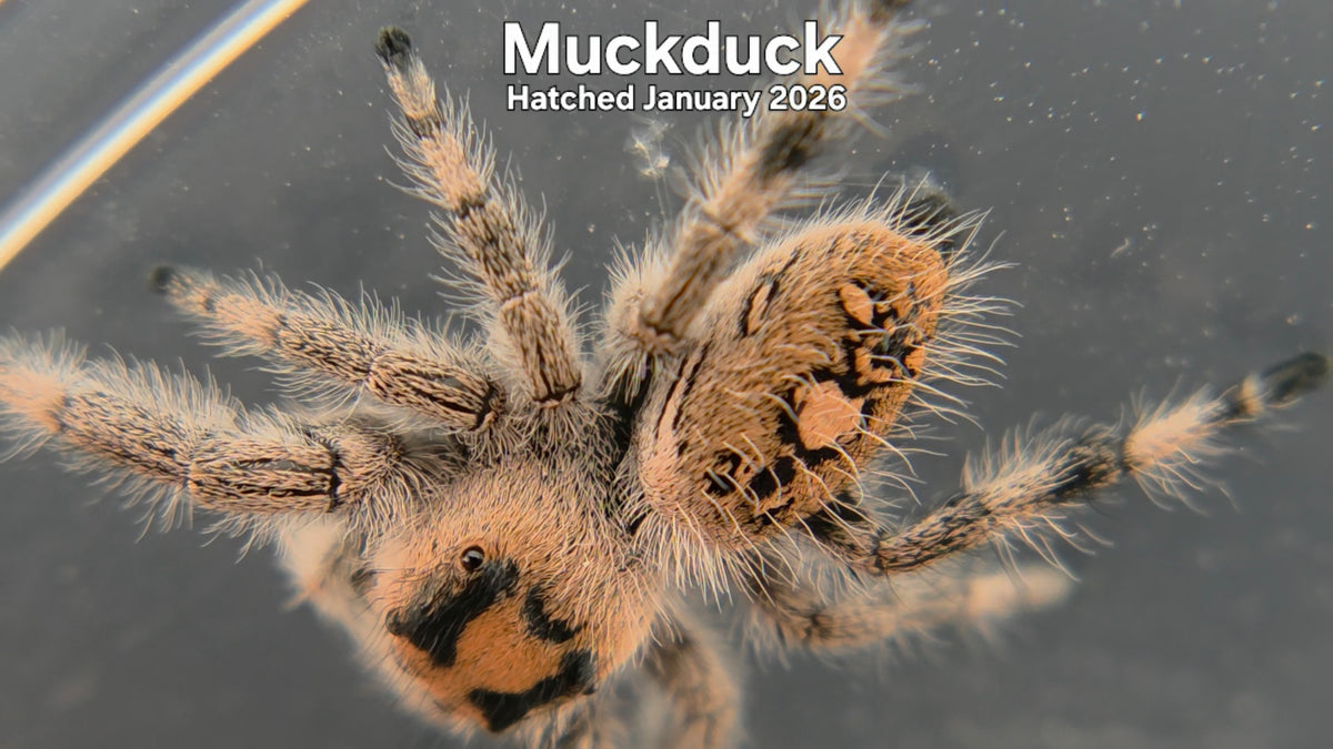 "Muckduck" Female Regal Jumping Spider (Phidippus regius) - Hatched January 2026