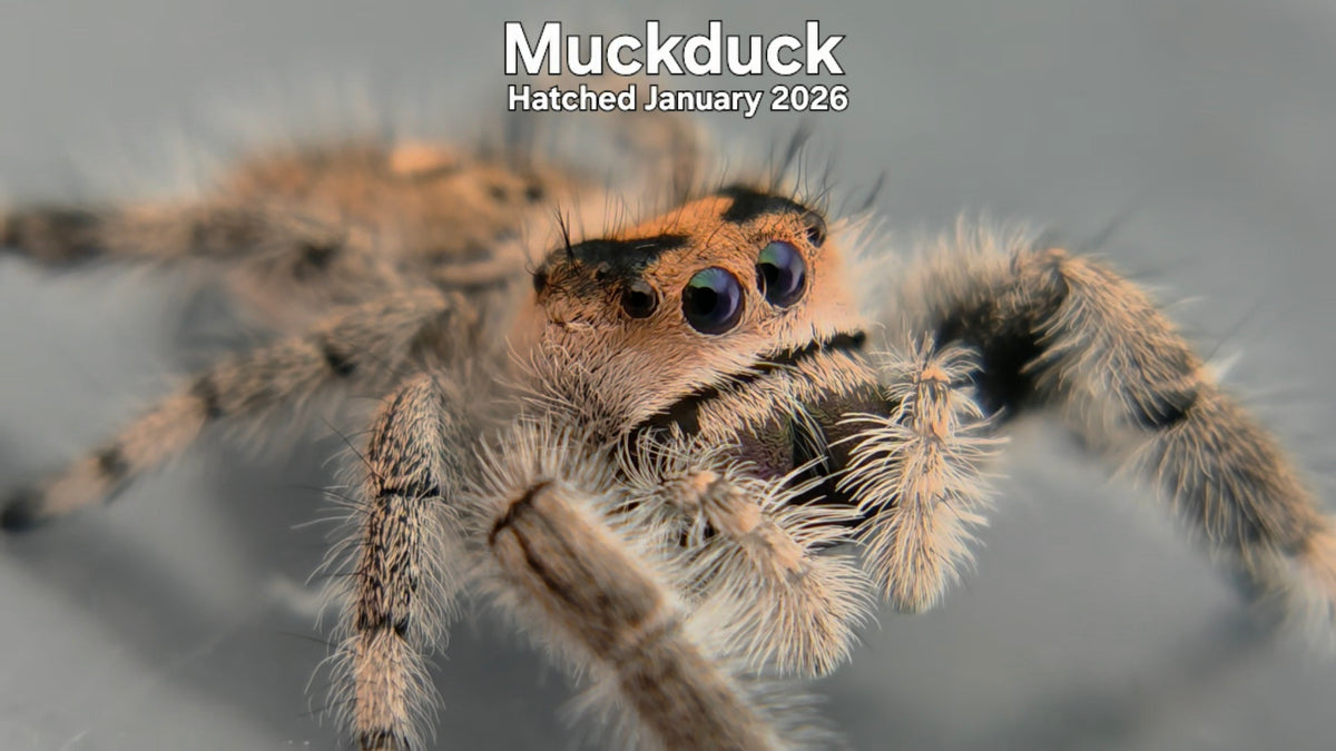 "Muckduck" Female Regal Jumping Spider (Phidippus regius) - Hatched January 2026