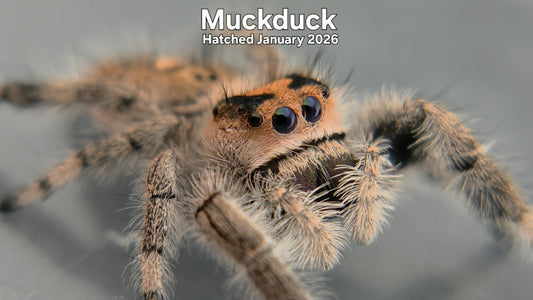 "Muckduck" Female Regal Jumping Spider (Phidippus regius) - Hatched January 2026