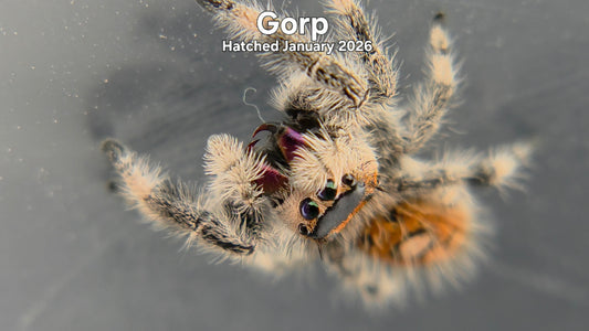 "Gorp" Female Regal Jumping Spider (Phidippus regius) - Hatched January 2026