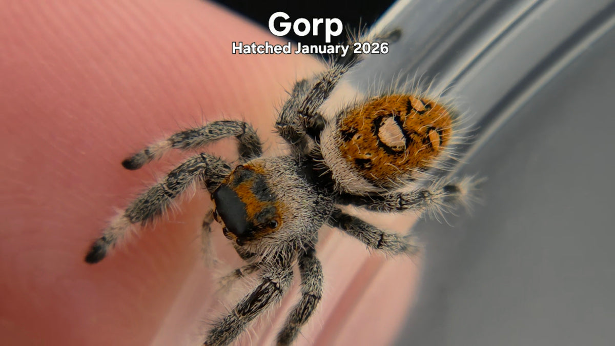 "Gorp" Female Regal Jumping Spider (Phidippus regius) - Hatched January 2026