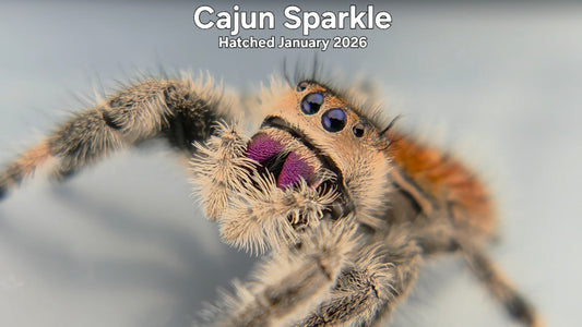 "Cajun Sparkle" Female Regal Jumping Spider (Phidippus regius) - Hatched January 2026