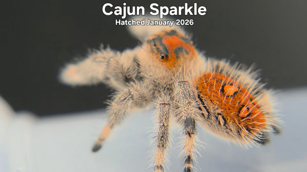 "Cajun Sparkle" Female Regal Jumping Spider (Phidippus regius) - Hatched January 2026