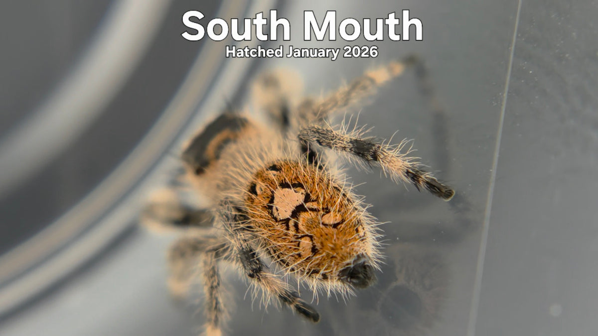 "South Mouth" Female Regal Jumping Spider (Phidippus regius) - Hatched January 2026