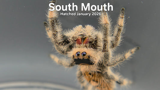"South Mouth" Female Regal Jumping Spider (Phidippus regius) - Hatched January 2026