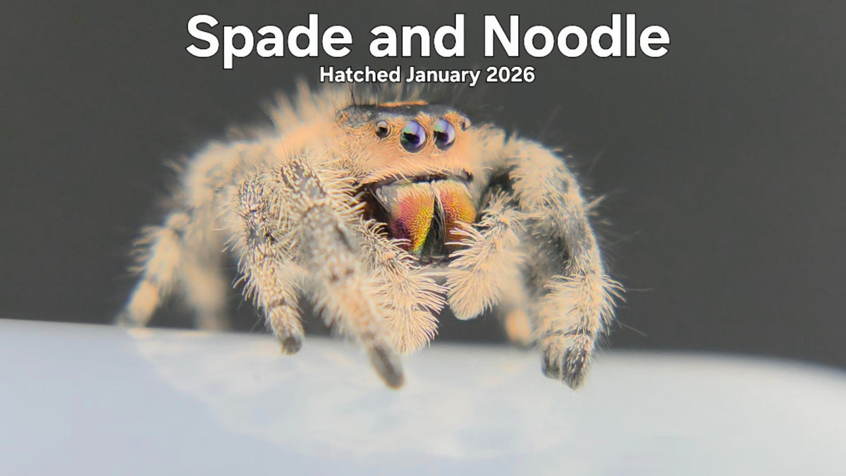 "Spade and Noodle" Female Regal Jumping Spider (Phidippus regius) - Hatched January 2026