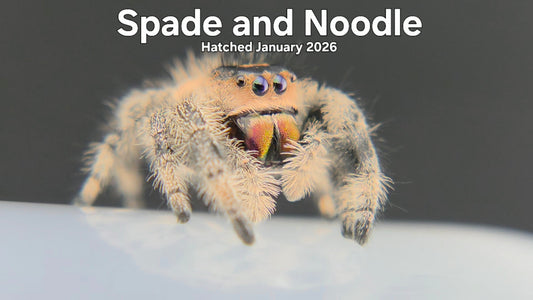 "Spade and Noodle" Female Regal Jumping Spider (Phidippus regius) - Hatched January 2026