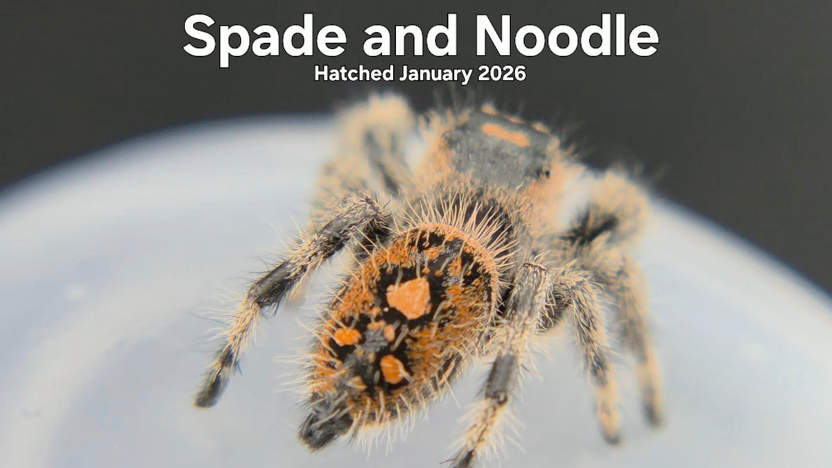 "Spade and Noodle" Female Regal Jumping Spider (Phidippus regius) - Hatched January 2026