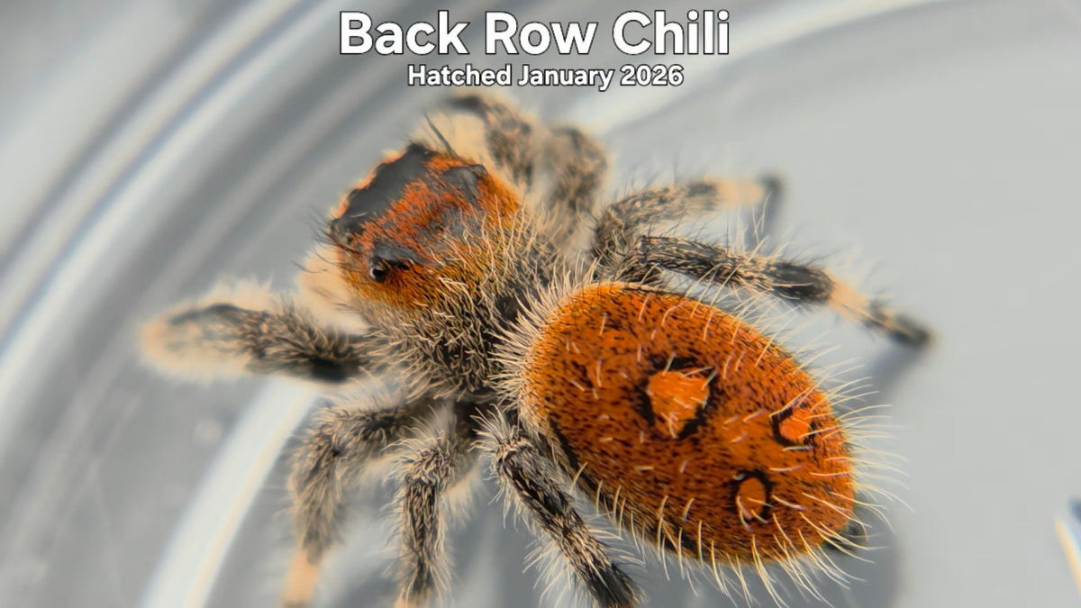 "Back Row Chili" Female Regal Jumping Spider (Phidippus regius) - Hatched January 2026