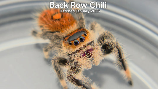 "Back Row Chili" Female Regal Jumping Spider (Phidippus regius) - Hatched January 2026