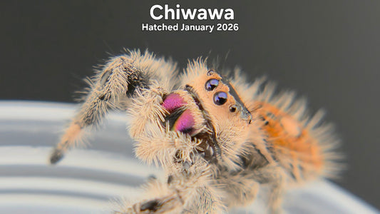 "Chiwawa" Female Regal Jumping Spider (Phidippus regius) - Hatched January 2026
