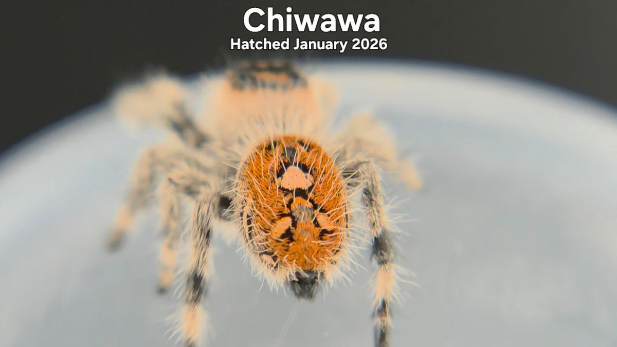 "Chiwawa" Female Regal Jumping Spider (Phidippus regius) - Hatched January 2026