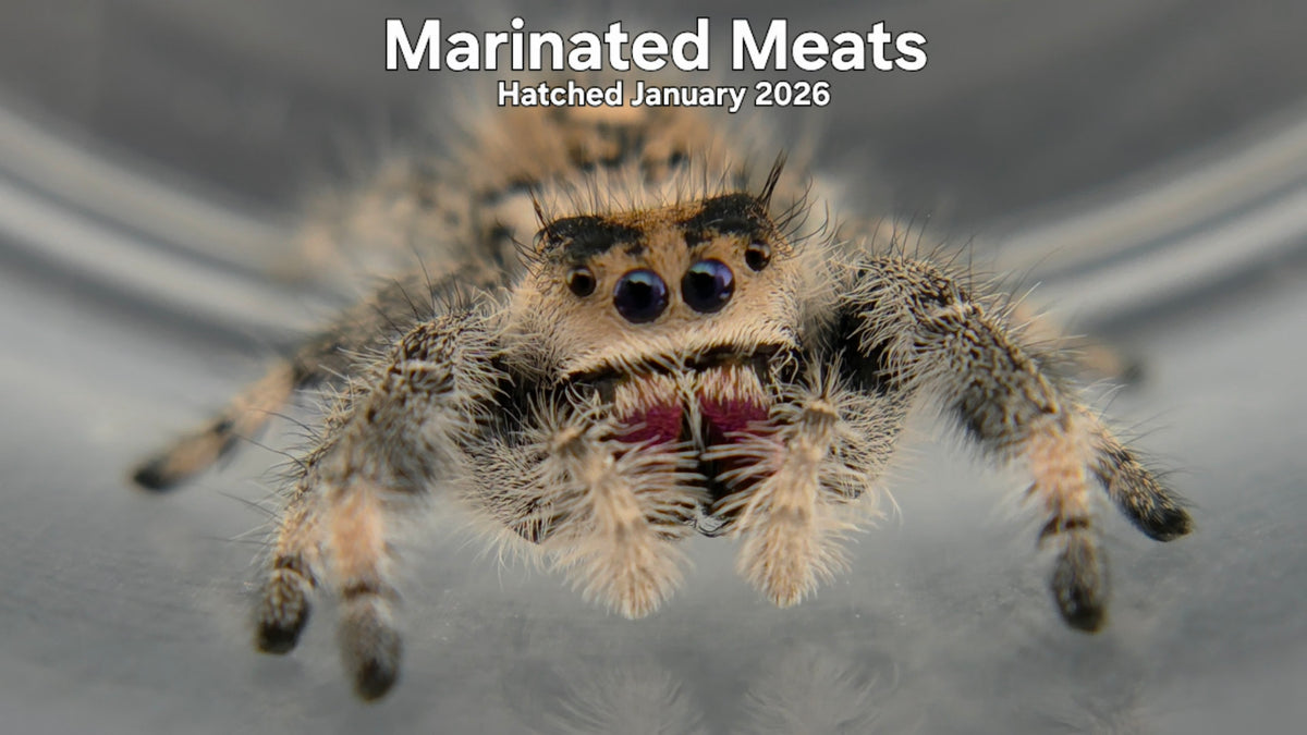 "Marinated Meats" Female Regal Jumping Spider (Phidippus regius) - Hatched January 2026