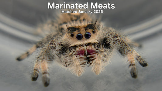 "Marinated Meats" Female Regal Jumping Spider (Phidippus regius) - Hatched January 2026