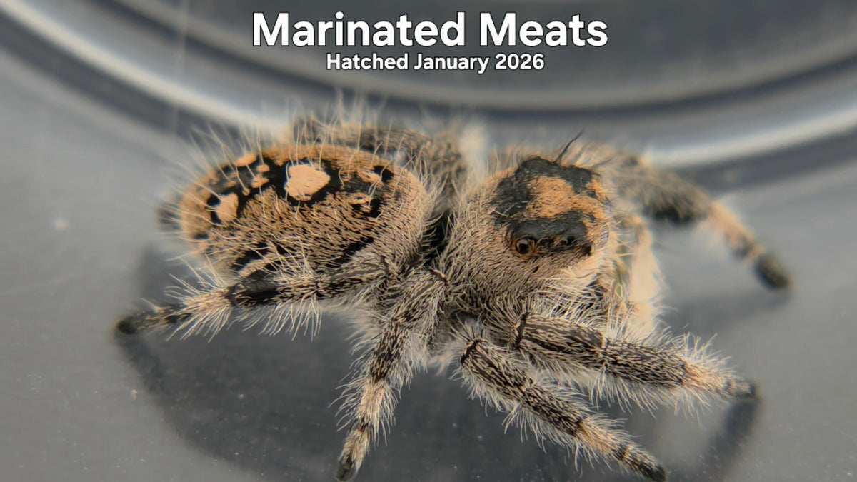 "Marinated Meats" Female Regal Jumping Spider (Phidippus regius) - Hatched January 2026
