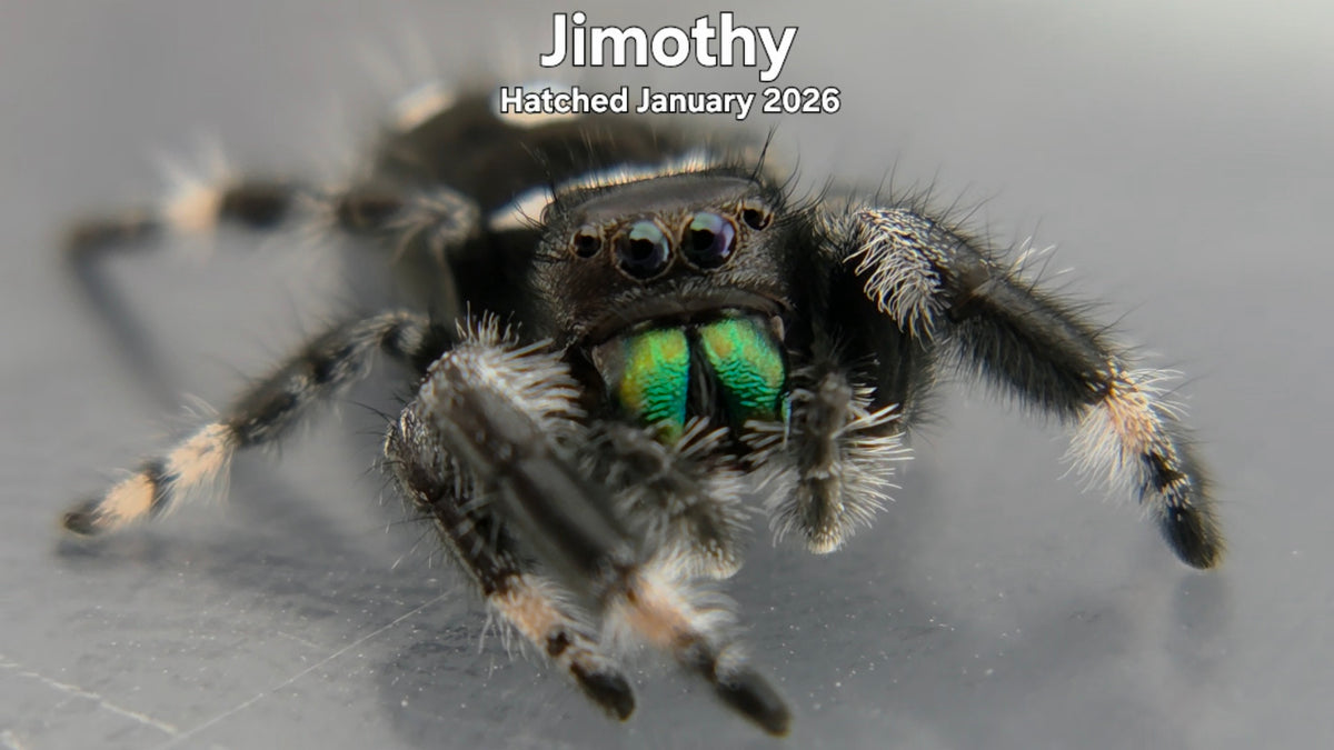 "Jimothy" Male Regal Jumping Spider (Phidippus regius) - Hatched January 2026