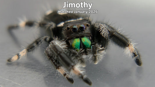 "Jimothy" Male Regal Jumping Spider (Phidippus regius) - Hatched January 2026