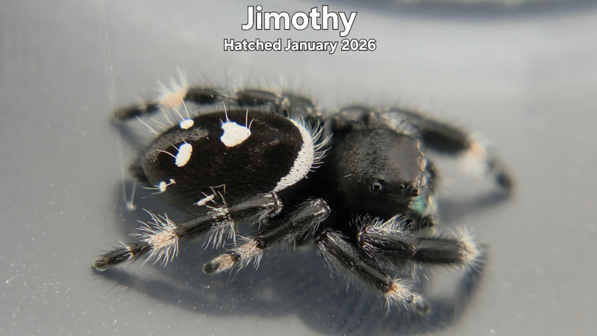 "Jimothy" Male Regal Jumping Spider (Phidippus regius) - Hatched January 2026