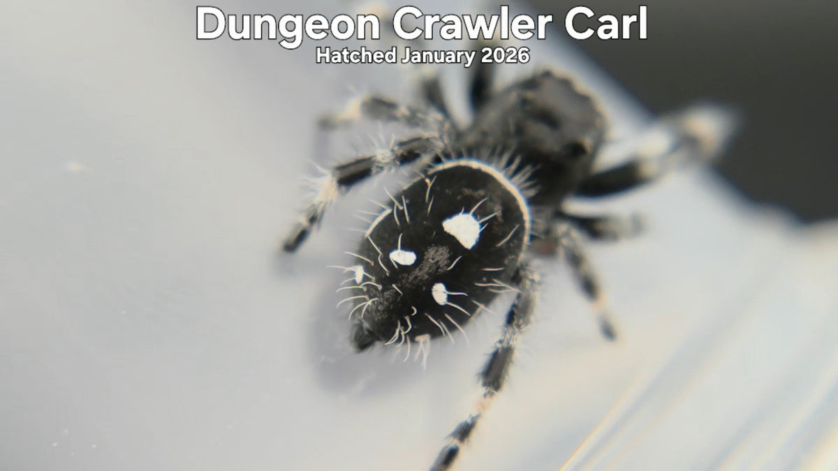 "Dungeon Crawler Carl" Male Regal Jumping Spider (Phidippus regius) - Hatched January 2026