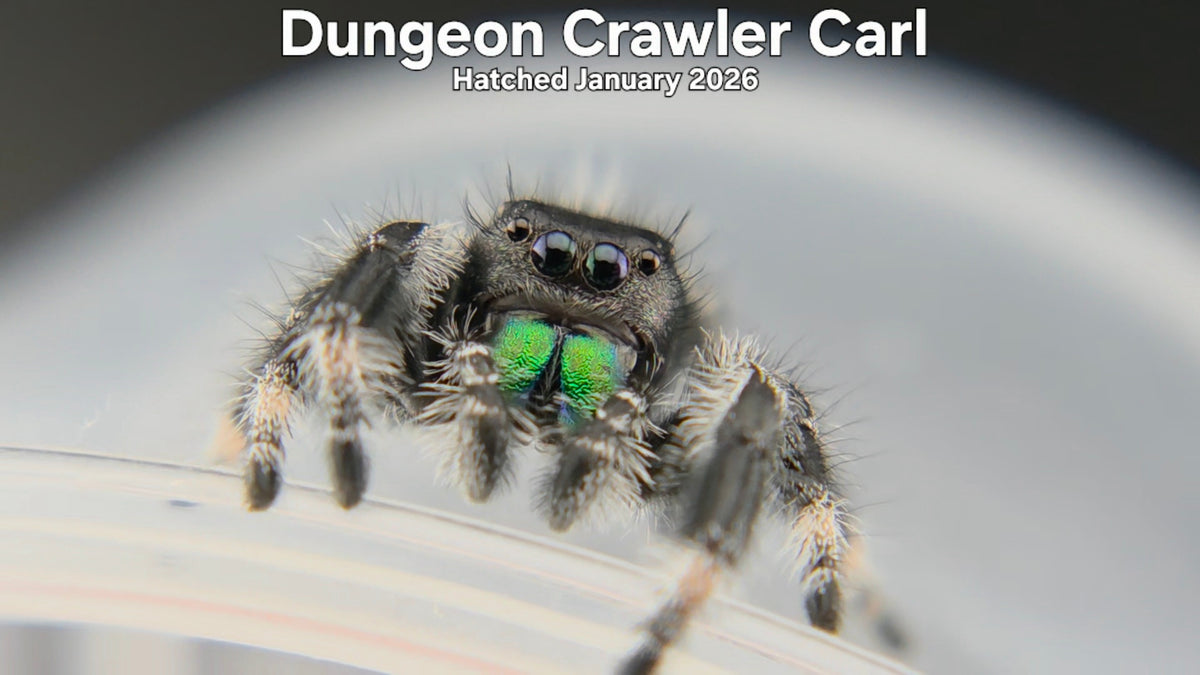 "Dungeon Crawler Carl" Male Regal Jumping Spider (Phidippus regius) - Hatched January 2026