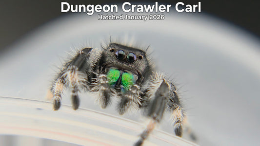 "Dungeon Crawler Carl" Male Regal Jumping Spider (Phidippus regius) - Hatched January 2026