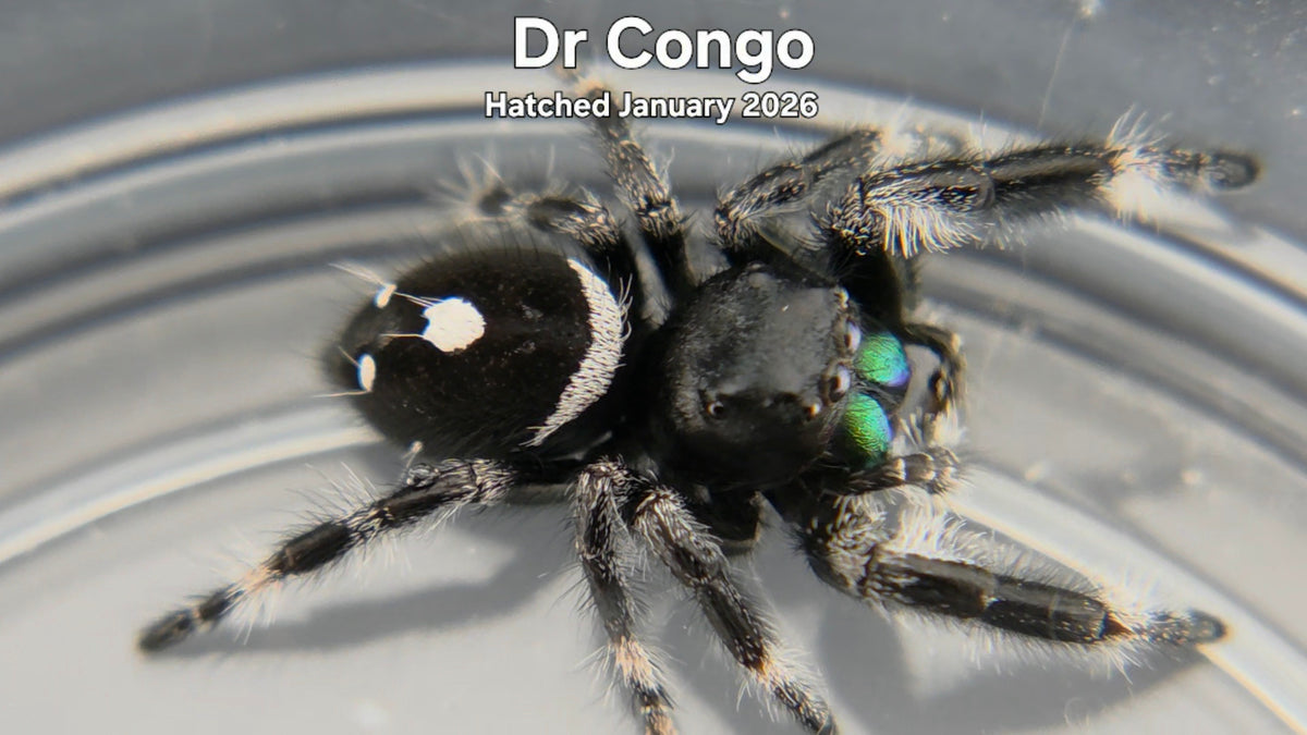 "Dr Congo" Male Regal Jumping Spider (Phidippus regius) - Hatched January 2026