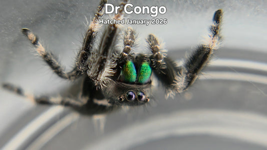 "Dr Congo" Male Regal Jumping Spider (Phidippus regius) - Hatched January 2026