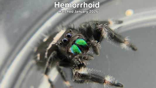 "Hemorrhoid" Male Regal Jumping Spider (Phidippus regius) - Hatched January 2026