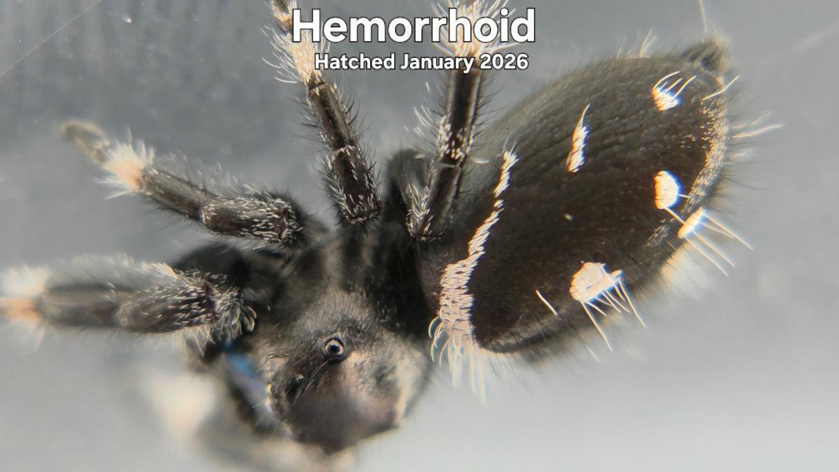 "Hemorrhoid" Male Regal Jumping Spider (Phidippus regius) - Hatched January 2026
