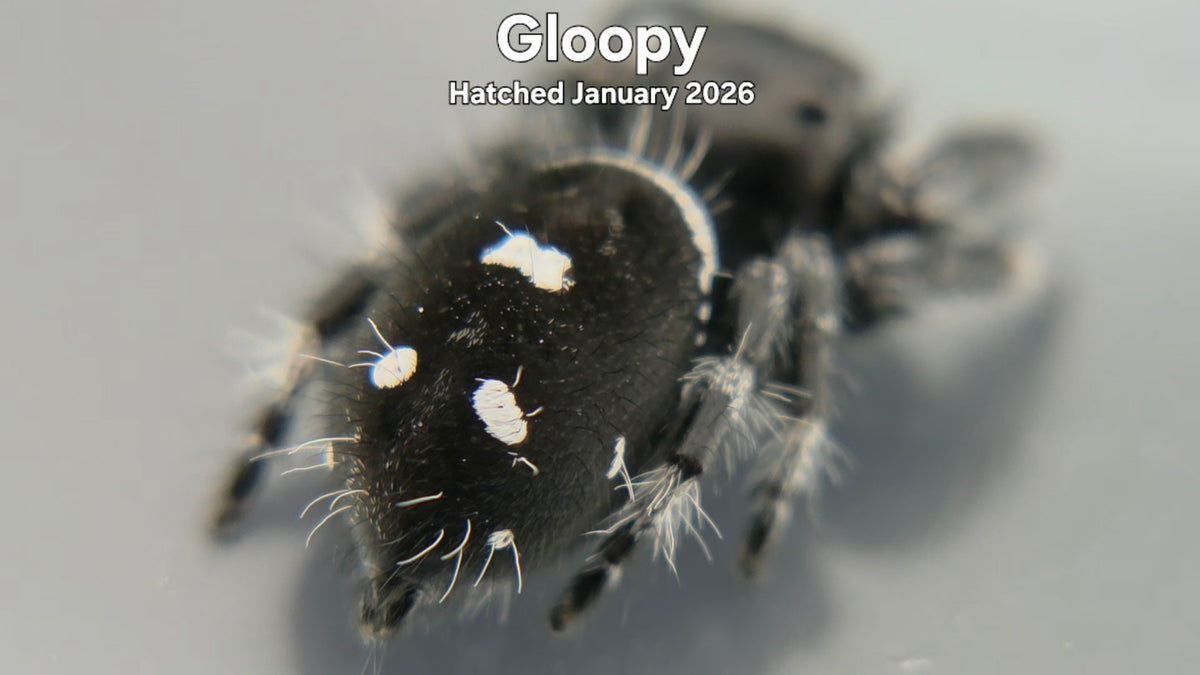 "Gloopy" Male Regal Jumping Spider (Phidippus regius) - Hatched January 2026