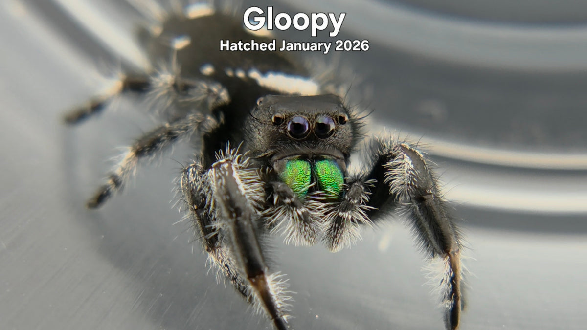 "Gloopy" Male Regal Jumping Spider (Phidippus regius) - Hatched January 2026