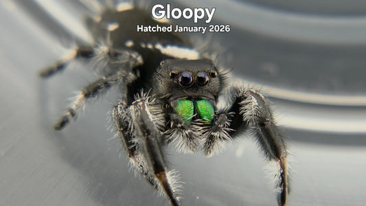 "Gloopy" Male Regal Jumping Spider (Phidippus regius) - Hatched January 2026