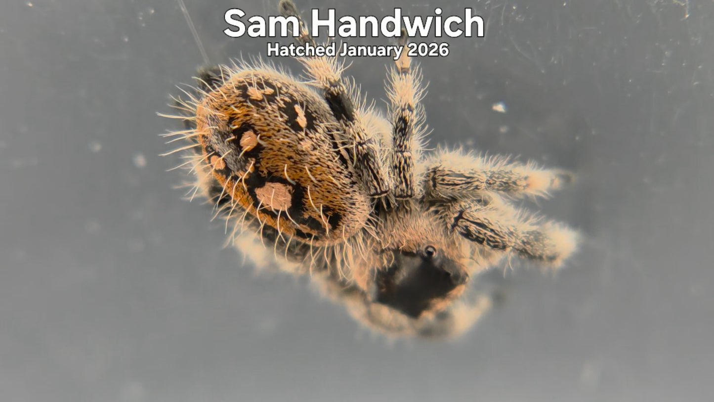 "Sam Handwich" Female Regal Jumping Spider (Phidippus regius) Hatched January 2026