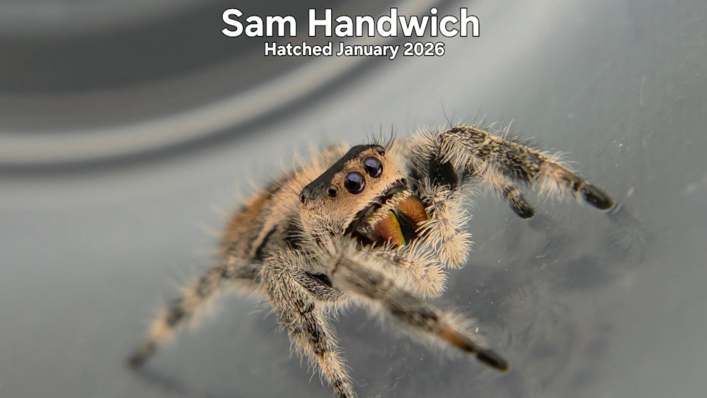 "Sam Handwich" Female Regal Jumping Spider (Phidippus regius) Hatched January 2026