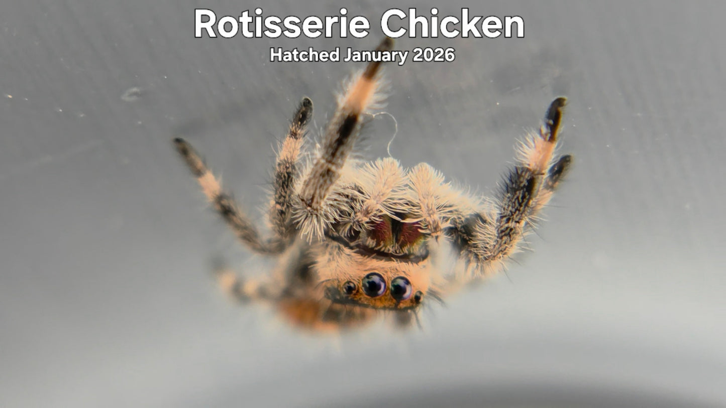 "Rotisserie Chicken" Female Regal Jumping Spider (Phidippus regius) Hatched January 2026