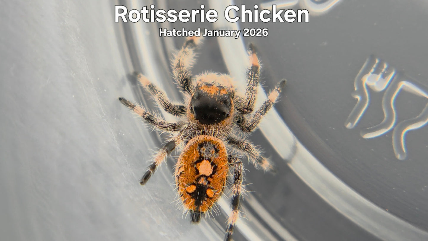 "Rotisserie Chicken" Female Regal Jumping Spider (Phidippus regius) Hatched January 2026