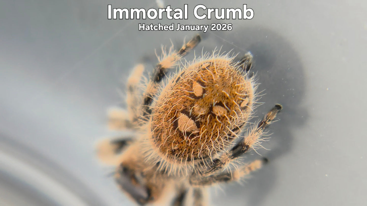"Immortal Crumb" Female Regal Jumping Spider (Phidippus regius) Hatched January 2026