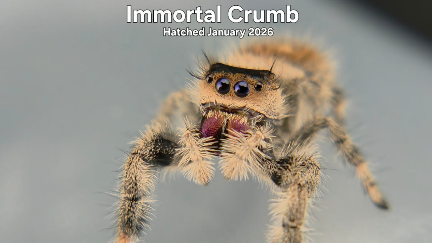 "Immortal Crumb" Female Regal Jumping Spider (Phidippus regius) Hatched January 2026
