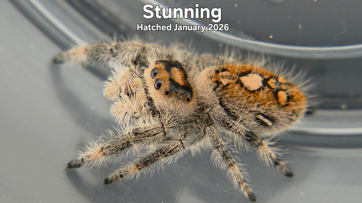 "Stunning" Female Regal Jumping Spider (Phidippus regius) Hatched January 2026